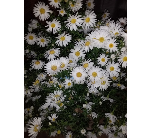 Айстра осіння Маунт еверест ( Aster tongolensis Mount everest)